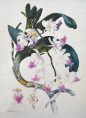 Samuel Holden - Orchid Print (Framed) 1