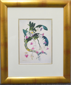 Samuel Holden - Orchid Print (Framed) 2