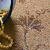 Brintons Classic Florals Collection Parterre Honey Broadloom Detail
