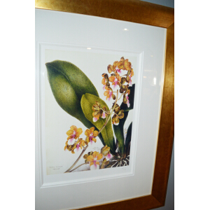 Samuel Holden - Orchid: Oncidium Lanceanum (Framed)