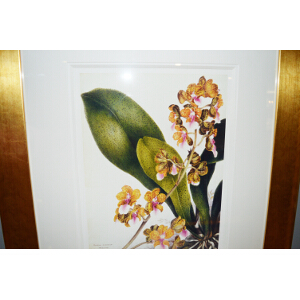 Samuel Holden - Orchid: Oncidium Lanceanum (Framed)