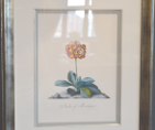 Georg Dionysius Ehret - Auricula: Duke of Montague (Framed) 1