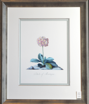 Georg Dionysius Ehret - Auricula: Duke of Montague (Framed) 2