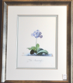 Georg Dionysius Ehret - Auricula Fille Amoureuse Special Edition Print - V & A Museum (Framed) 1