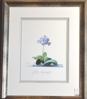 Georg Dionysius Ehret - Auricula Fille Amoureuse Special Edition Print - V & A Museum (Framed) 1