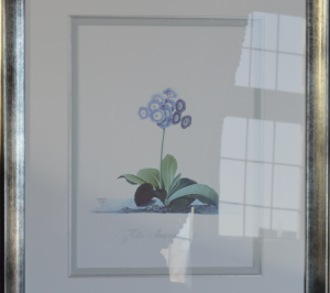 Georg Dionysius Ehret - Auricula: Fille Amoureuse (Framed) 2