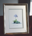 Georg Dionysius Ehret - Auricula Fille Amoureuse Special Edition Print - V & A Museum (Framed) 2