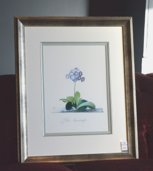 Georg Dionysius Ehret - Auricula Fille Amoureuse Special Edition Print - V & A Museum (Framed) 2