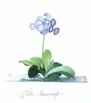 Georg Dionysius Ehret - Auricula: Fille Amoureuse (Framed)