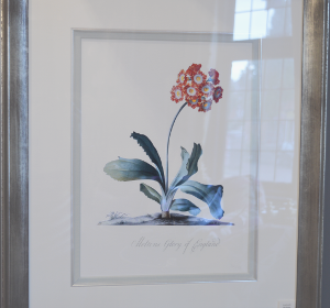 Georg Dionysius Ehret - Auricula Moltens Glory of England Special Edition Print - V & A Museum (Framed) 1