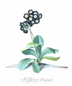 Georg Dionysius Ehret - Auricula: Sir Robert Walpole (Framed)