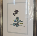 Georg Dionysius Ehret - Auricula Sir Robert Walpole Special Edition Print - V & A Museum (Framed) 1