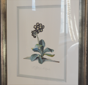 Georg Dionysius Ehret - Auricula Sir Robert Walpole Special Edition Print - V & A Museum (Framed) 1