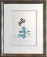 Georg Dionysius Ehret - Auricula Sir Robert Walpole Special Edition Print - V & A Museum (Framed) 2
