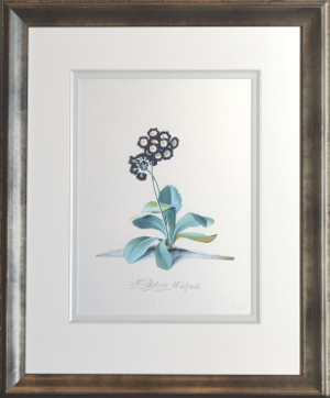 Georg Dionysius Ehret - Auricula Sir Robert Walpole Special Edition Print - V & A Museum (Framed) 2