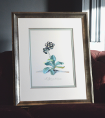 Georg Dionysius Ehret - Auricula Sir Robert Walpole Special Edition Print - V & A Museum (Framed) 3