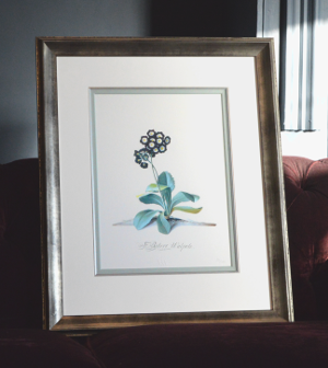 Georg Dionysius Ehret - Auricula Sir Robert Walpole Special Edition Print - V & A Museum (Framed) 3
