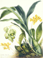 Samuel Holden - Orchid: Catasetum Luridum and Bifrenaria Aurantiaca (Framed) 1