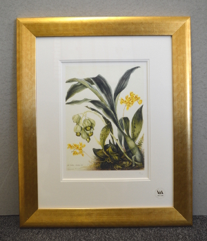 Samuel Holden - Orchid: Catasetum Luridum and Bifrenaria Aurantiaca (Framed) 2