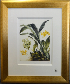 Samuel Holden - Orchid: Catasetum Luridum and Bifrenaria Aurantiaca (Framed) 3
