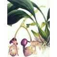 Samuel Holden - Orchid: Coryanthes Machrantha (Bucket Orchid) (Framed) - Limited Edition Artworks at Kings Carpets and Interiors
