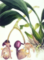 Samuel Holden - Orchid: Coryanthes Machrantha (Bucket Orchid) (Framed) 1