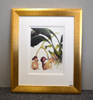 Samuel Holden - Orchid: Coryanthes Machrantha (Bucket Orchid) (Framed) 2