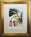 Samuel Holden - Orchid: Coryanthes Machrantha (Bucket Orchid) (Framed) 3