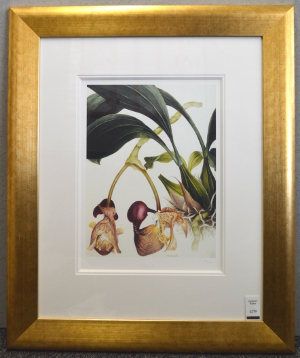 Samuel Holden - Orchid: Coryanthes Machrantha (Bucket Orchid) (Framed) 3