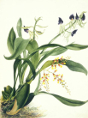 Samuel Holden - Orchid: Epidendrum Cochliatum and Oncidium and Raniferam (Framed) 1