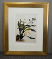 Samuel Holden - Orchid: Epidendrum Cochliatum and Oncidium and Raniferam (Framed) 2