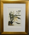 Samuel Holden - Orchid: Epidendrum Cochliatum and Oncidium and Raniferam (Framed) 3