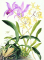 Samuel Holden - Orchid: Lelia Ancesis and Oncidium Citrinium (Framed) 1