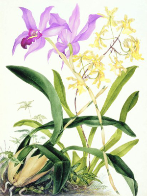 Samuel Holden - Orchid: Lelia Ancesis and Oncidium Citrinium (Framed) 1