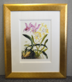 Samuel Holden - Orchid: Lelia Ancesis and Oncidium Citrinium (Framed) 2