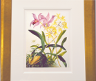 Samuel Holden - Orchid: Lelia Ancesis and Oncidium Citrinium (Framed) 3