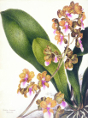Samuel Holden - Orchid: Oncidium Lanceanum (Framed) 1