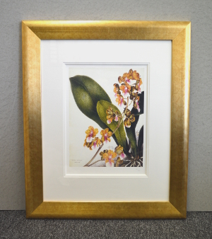 Samuel Holden - Orchid: Oncidium Lanceanum (Framed) 2