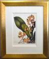 Samuel Holden - Orchid: Oncidium Lanceanum (Framed) 3