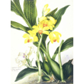 Samuel Holden - Orchid: Zygopetalon Rostrata and Phajus Maculata (Framed) - Limited Edition Artworks at Kings Carpets and Interiors
