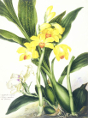 Samuel Holden - Orchid: Zygopetalon Rostrata and Phajus Maculata (Framed) 1