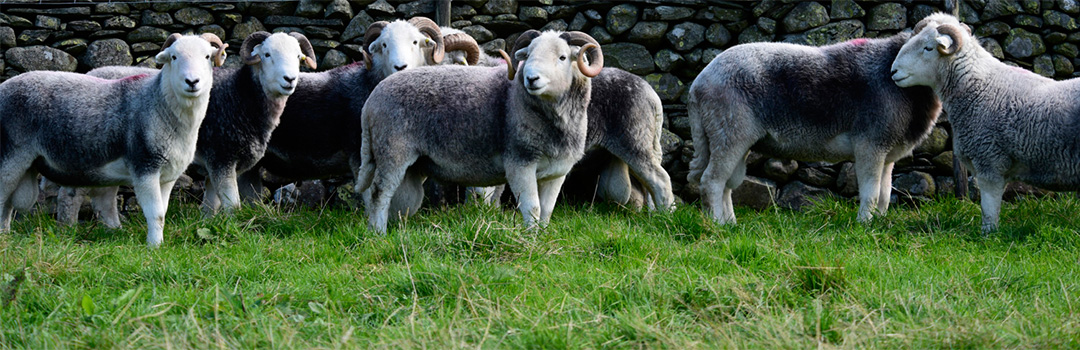 Brockway Carpets Lakeland Herdwick 