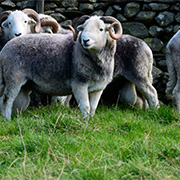 Brockway Carpets Lakeland Herdwick 