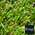 Artificial Grass Augusta 3