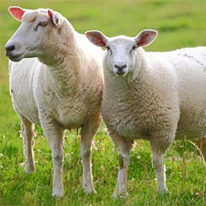 wool blend